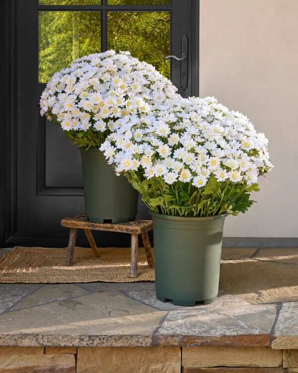 💥ON SALE💥- Artificial Outdoor Sunset Mums Flowers - UV resistant, Waterproof, Windproof
