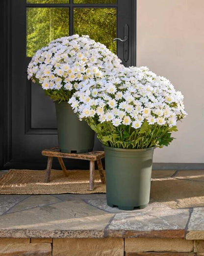 💥ON SALE💥- Artificial Outdoor Sunset Mums Flowers - UV resistant, Waterproof, Windproof