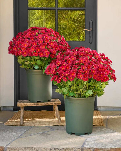 💥ON SALE💥- Artificial Outdoor Sunset Mums Flowers - UV resistant, Waterproof, Windproof